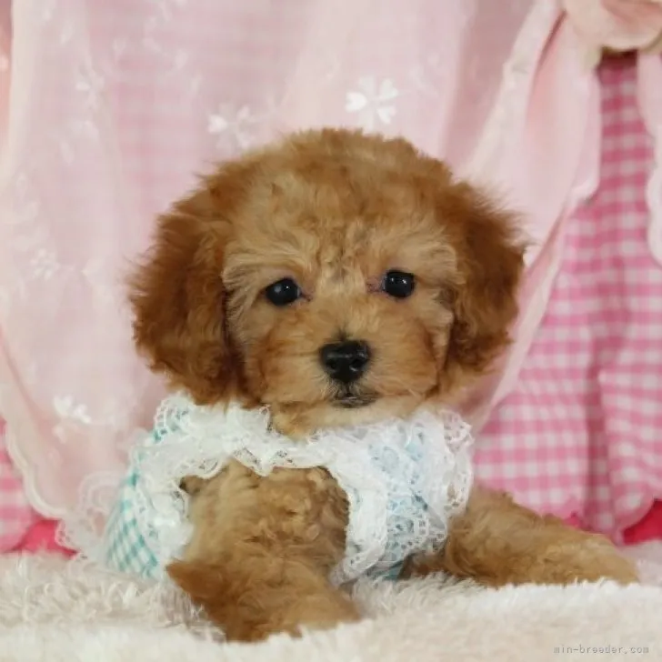 Saku 様のお迎えした子犬