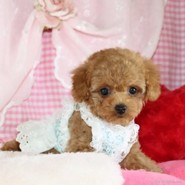 R.Y 様のお迎えした子犬