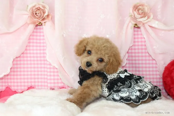 ID：2106-03086の子犬