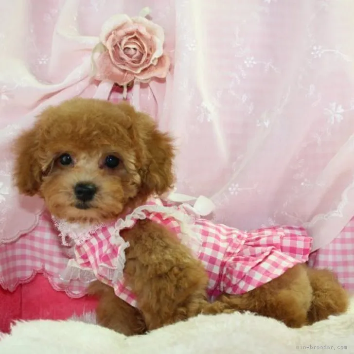 ID：2307-04407の子犬