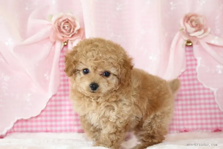 ID：2012-00398の子犬