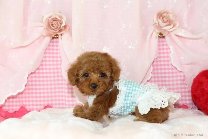 ID：2106-03089の子犬