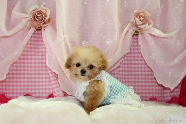 ID:2104-02946の子犬