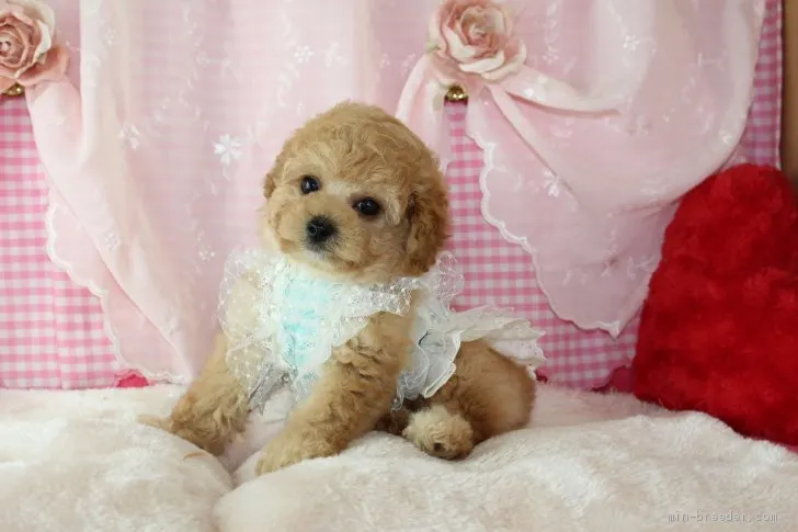 ID：2104-00066の子犬