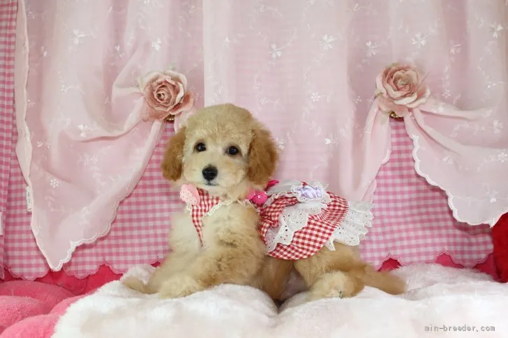 ID：2108-03445の子犬