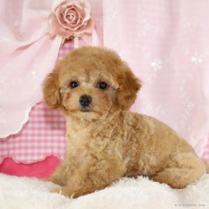 kate 様のお迎えした子犬