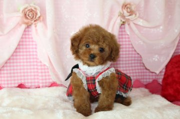 トイプードル(タイニー)【千葉県・男の子・2019年7月8日・レッド】の写真「安心の先天性保証！モコモコふわふわまん丸な男の子」