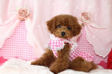 トイプードル(タイニー)【千葉県・男の子・2019年8月5日・レッド】の写真「安心の先天性保証！この他にかかる費用はごさいません」