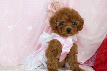 トイプードル(ティーカップ)【千葉県・女の子・2016年8月28日・アプリコット】の写真「安心の先天性保証付き！プチ◡̈*✧プリンセスﾟ･*」