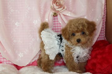 トイプードル(ティーカップ)【千葉県・男の子・2019年7月23日・アプリコット】の写真「安心の先天性保証！この他にかかる費用はごさいません」