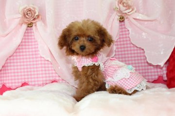 トイプードル(ティーカップ)【千葉県・女の子・2019年1月6日・アプリコット】の写真「安心の先天性保証！可愛いさ全開！お姫様♡」