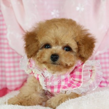 トイプードル(ティーカップ)【千葉県・男の子・2023年10月3日・アプリコット】の写真「PRA,ＤＭ,VWDクリア3/23現在0.99kg」