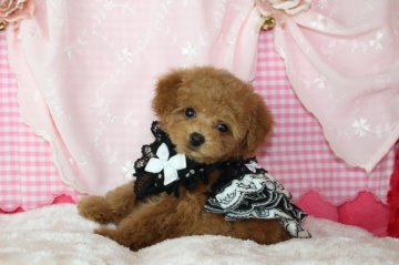 トイプードル(タイニー)【千葉県・女の子・2019年6月30日・レッド】の写真「安心の先天性保証！この他にかかる費用はごさいません」