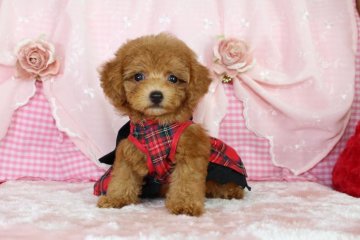 トイプードル(ティーカップ)【千葉県・女の子・2016年7月12日・アプリコット】の写真「満１歳までの先天性保証♡全て含んだ価格です♡」