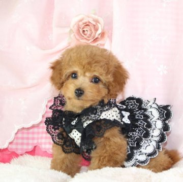 トイプードル(タイニー)【千葉県・女の子・2023年10月3日・アプリコット】の写真「PRA,ＤＭ,VWDクリア無駄吠え一切ありません♡」