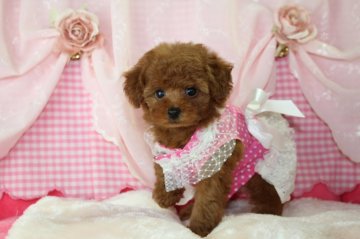 トイプードル(タイニー)【千葉県・女の子・2019年7月8日・レッド】の写真「安心の先天性保証！この他に費用はごさいません。」