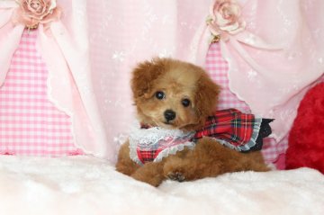 トイプードル(タイニー)【千葉県・男の子・2019年10月8日・レッド】の写真「安心の先天性保証！ペットローン分割可3～36回払い」