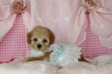 トイプードル(タイニー)【千葉県・男の子・2019年1月10日・アプリコット】の写真「安心の先天性保証！可愛いお顔！詰まった身体♡」