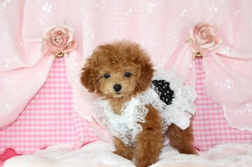 トイプードル(ティーカップ)【千葉県・女の子・2018年12月20日・アプリコット】の写真「安心の先天性保証！ティーカップサイズ確定の女の子」
