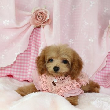 トイプードル(ティーカップ)【千葉県・女の子・2024年7月16日・アプリコット】の写真「パテラ無し♡ペコ無し♡無駄吠え無し♡食欲あり」