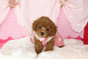 トイプードル(タイニー)【千葉県・男の子・2019年5月22日・レッド】の写真「安心の先天性保証！格別な可愛いさレッドの男の子w」