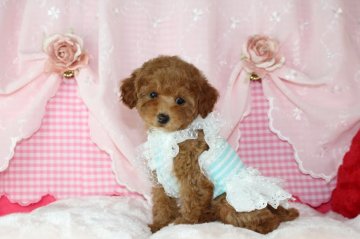 トイプードル(タイニー)【千葉県・女の子・2019年10月8日・レッド】の写真「PRA,ＤＭ,VWDクリア 分割ローン可3～36回」