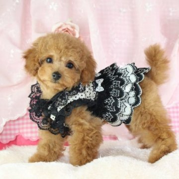 トイプードル(タイニー)【千葉県・女の子・2023年10月3日・アプリコット】の写真「PRA,ＤＭ,VWDクリア無駄吠え一切ありません♡」