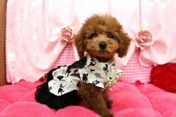 トイプードル(ティーカップ)【千葉県・女の子・2015年9月18日・レッド】の写真「お留守番も大丈夫！丈夫なティーカップサイズのお嬢様」