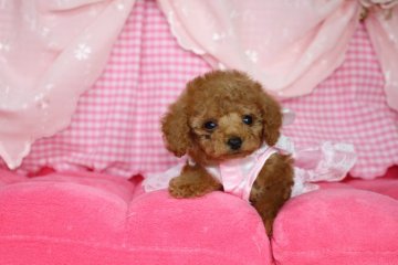トイプードル(ティーカップ)【千葉県・男の子・2016年3月8日・アプリコット】の写真「可愛いらしいモコモコプリンス♡アプリ皇子君♡ʬ」