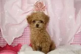 ティーカッププードル【千葉県・男の子・2023年9月24日・アプリコット】の写真5