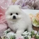 ポメラニアン【埼玉県・男の子・2025年7月25日・ホワイト】の写真10