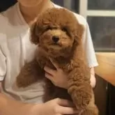 トイプードル(トイ)【埼玉県・男の子・2025年7月21日・レッド】の写真10