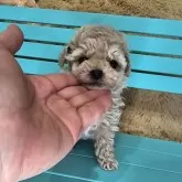 マルプー(マルチーズ×トイプードル)【埼玉県・女の子・2024年10月25日・クリーム】の写真11