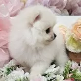 ポメラニアン【埼玉県・男の子・2025年7月25日・ホワイト】の写真11