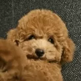 トイプードル(トイ)【埼玉県・男の子・2025年7月21日・レッド】の写真11