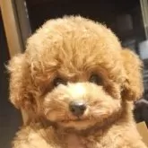 トイプードル(トイ)【埼玉県・男の子・2025年7月21日・レッド】の写真12