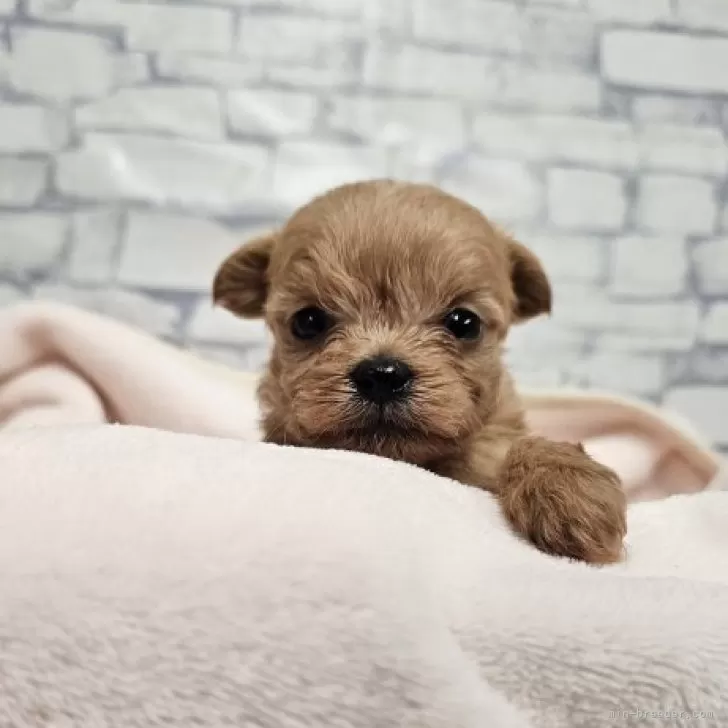 チワプー(チワワ×トイプードル)【埼玉県・男の子・2025年10月10日・アプリ】の写真1