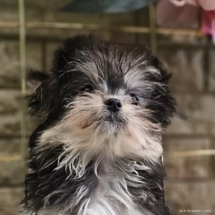 ID：2509-05138の子犬