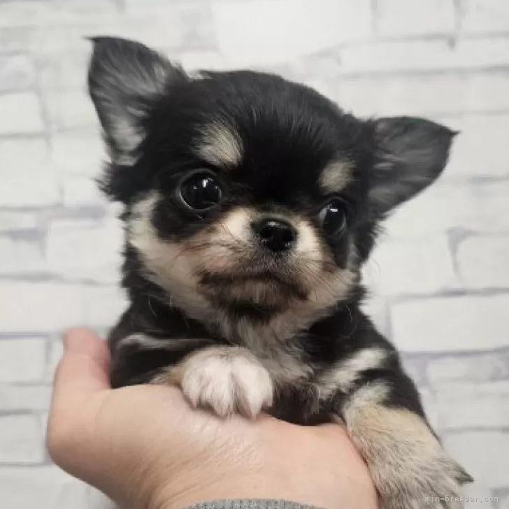 チワワ(ロング)【埼玉県・男の子・2025年9月1日・ブラックタン】の写真1