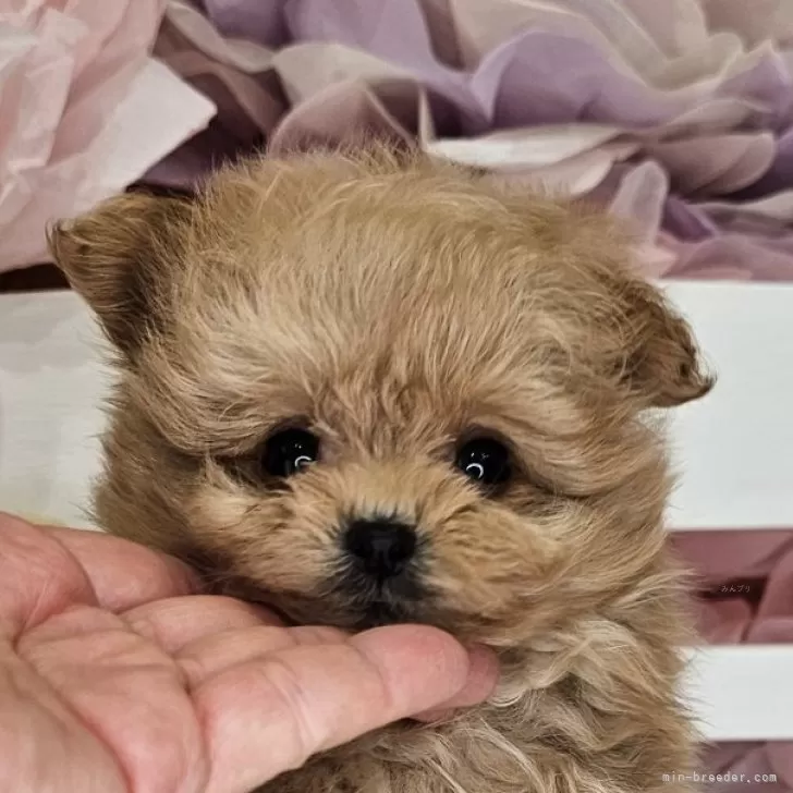 ID:2505-01642の子犬