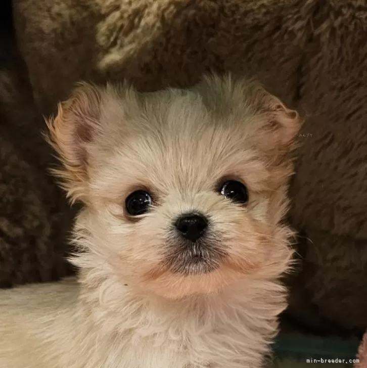 ID：2412-02136の子犬