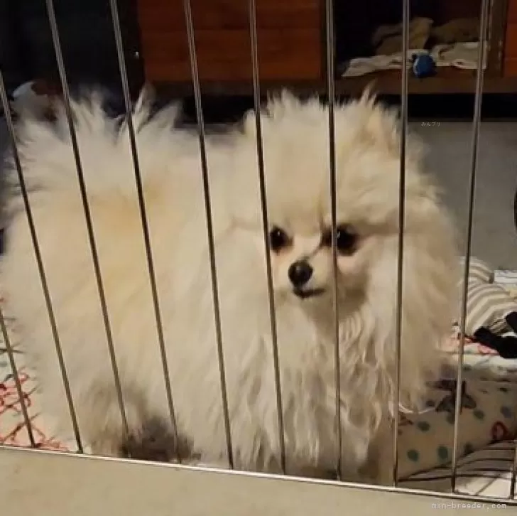 M.S 様のお迎えした子犬