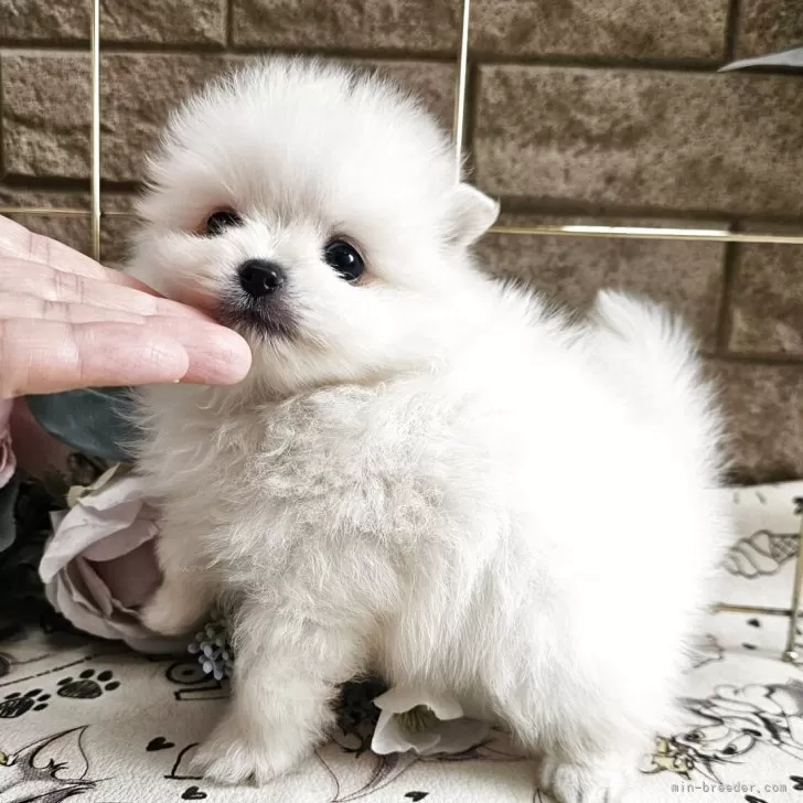 ID:2506-03567の子犬