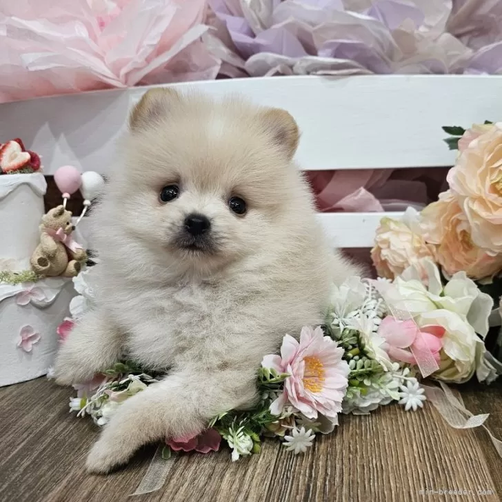 ともふろ 様のお迎えした子犬