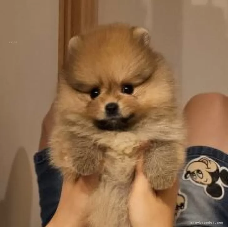 ID:2507-03738の子犬
