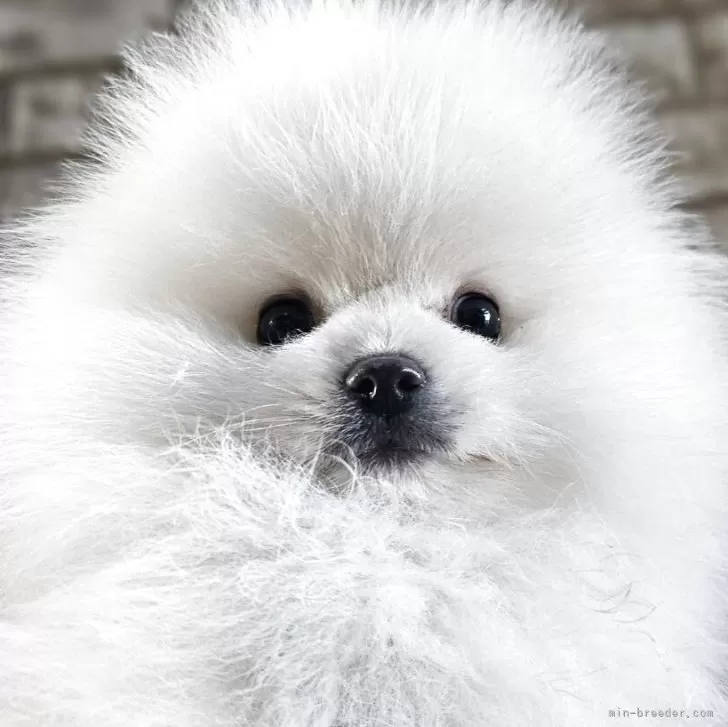 ID:2502-04156の子犬