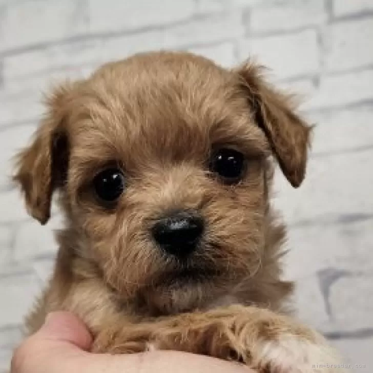 ID：2510-07018の子犬