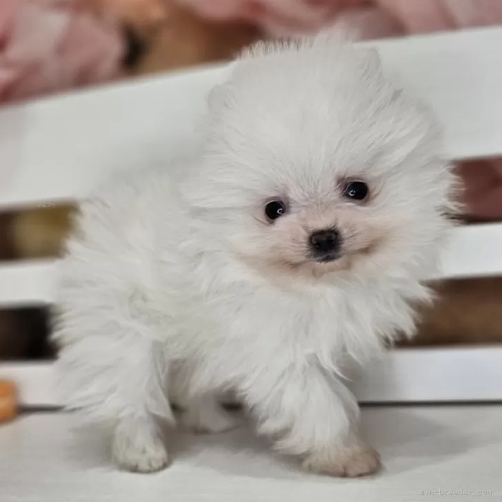 ID：2502-06919の子犬