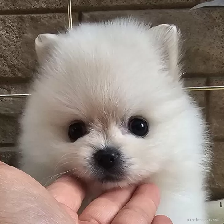 ID：2506-03565の子犬