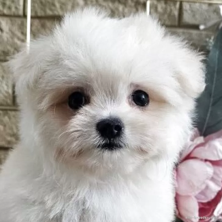 ID：2508-04684の子犬